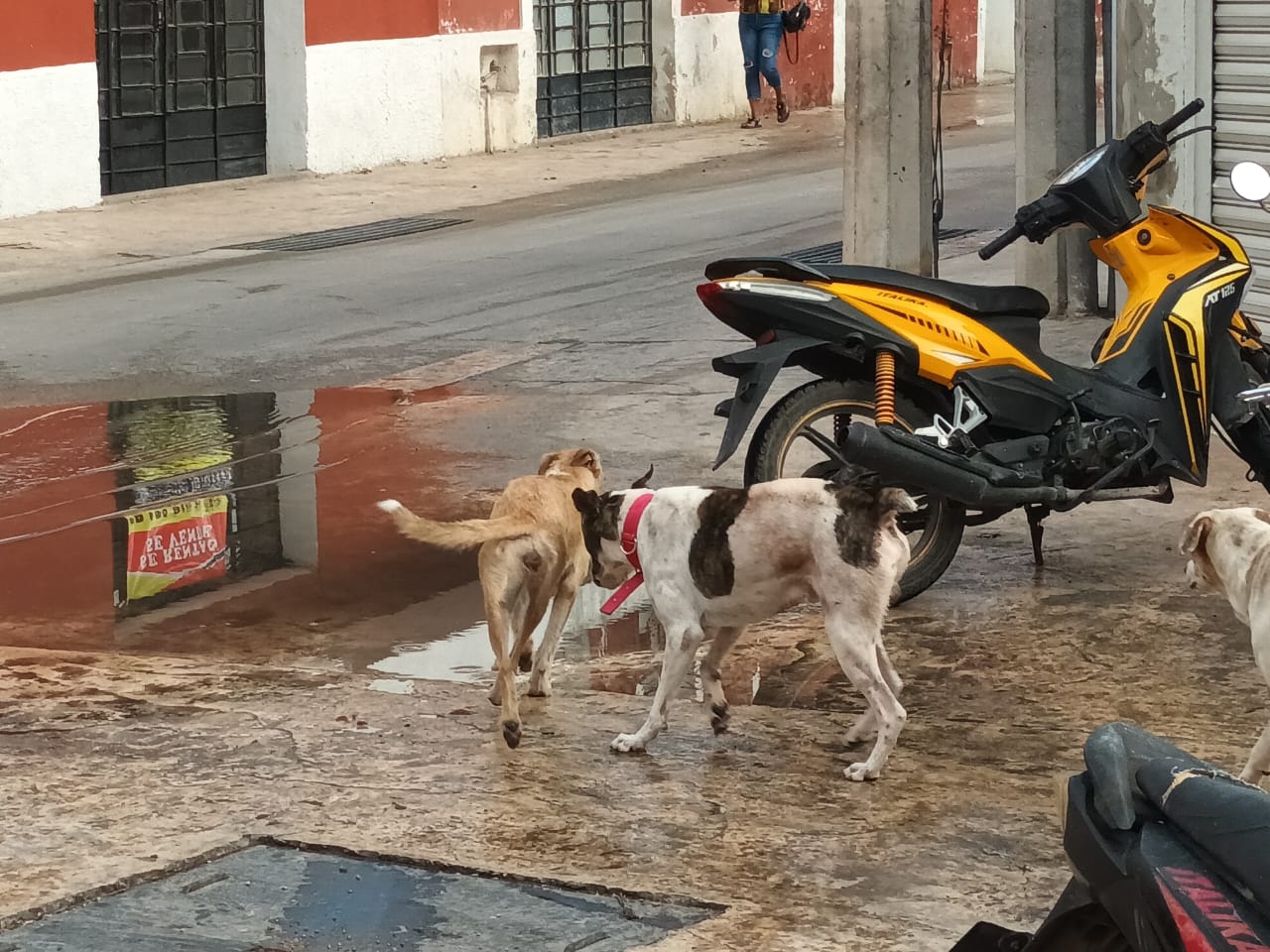 Algunos canes tiene collar, lo que significa que fueron abandonados por sus dueños Algunos canes tiene collar, lo que significa que fueron abandonados por sus dueños