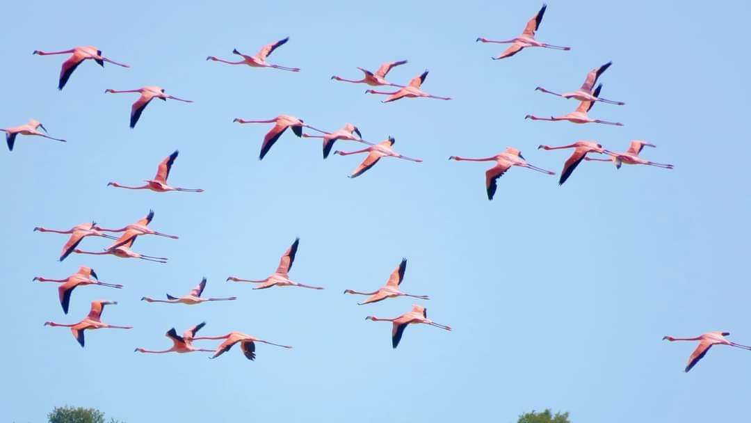 Baja población de flamencos en Río Lagartos; se reportan grupos de solo 10 ejemplares