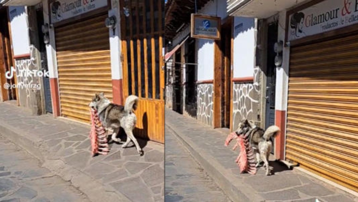El ladrón más adorable, perrito roba costillar completo y huye del lugar El ladrón más adorable, perrito roba costillar completo y huye del lugar