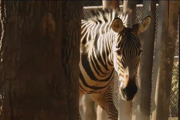 'Karo' nació en el zoológico de San Juan de Aragón en 2010 'Karo' nació en el zoológico de San Juan de Aragón en 2010