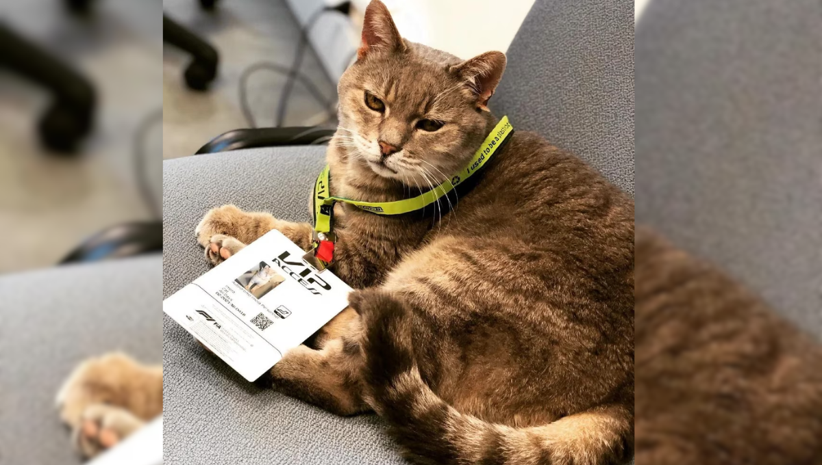El gato es el "dueño" del circuito de Inmola. Foto: Especial El gato es el "dueño" del circuito de Inmola. Foto: Especial