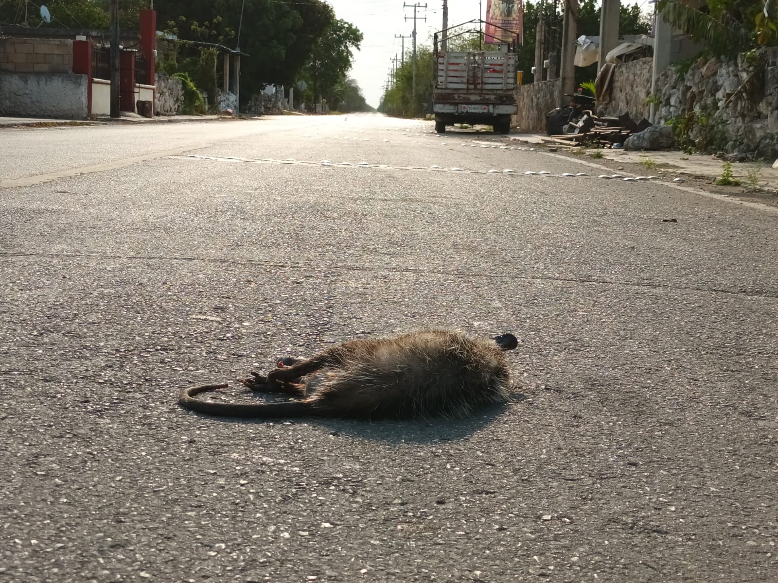 Hallan tlacuaches y coatís muertos en carreteras de Sinanché