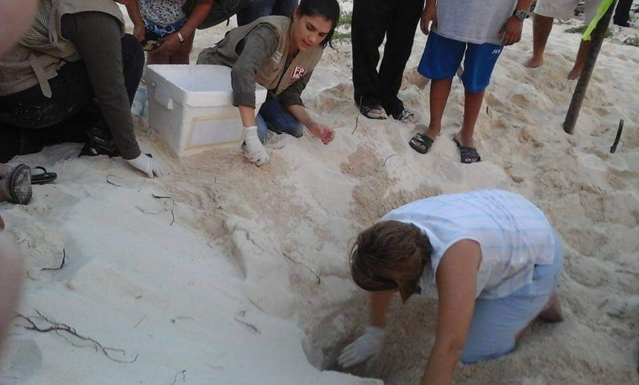 Robo de huevo de tortugas en Cozumel, será castigado con cárcel