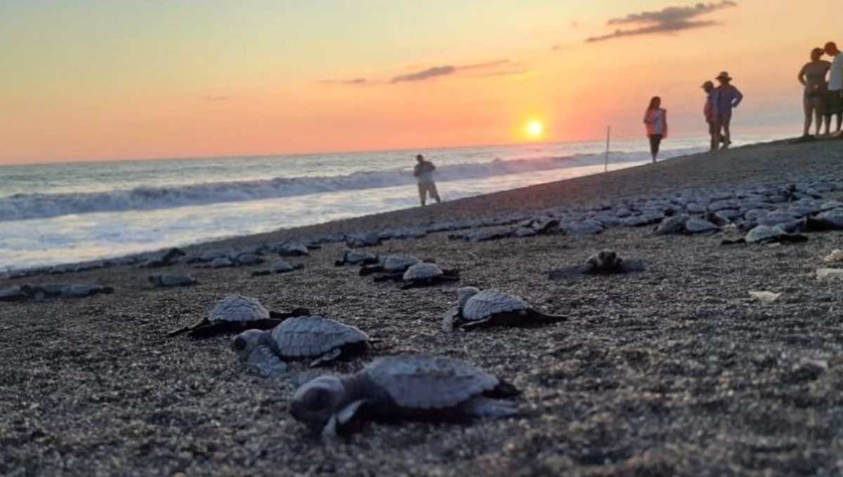 Las tortugas se aparean hasta que cumplen 30 y pueden llegar a vivir más de 100 años.