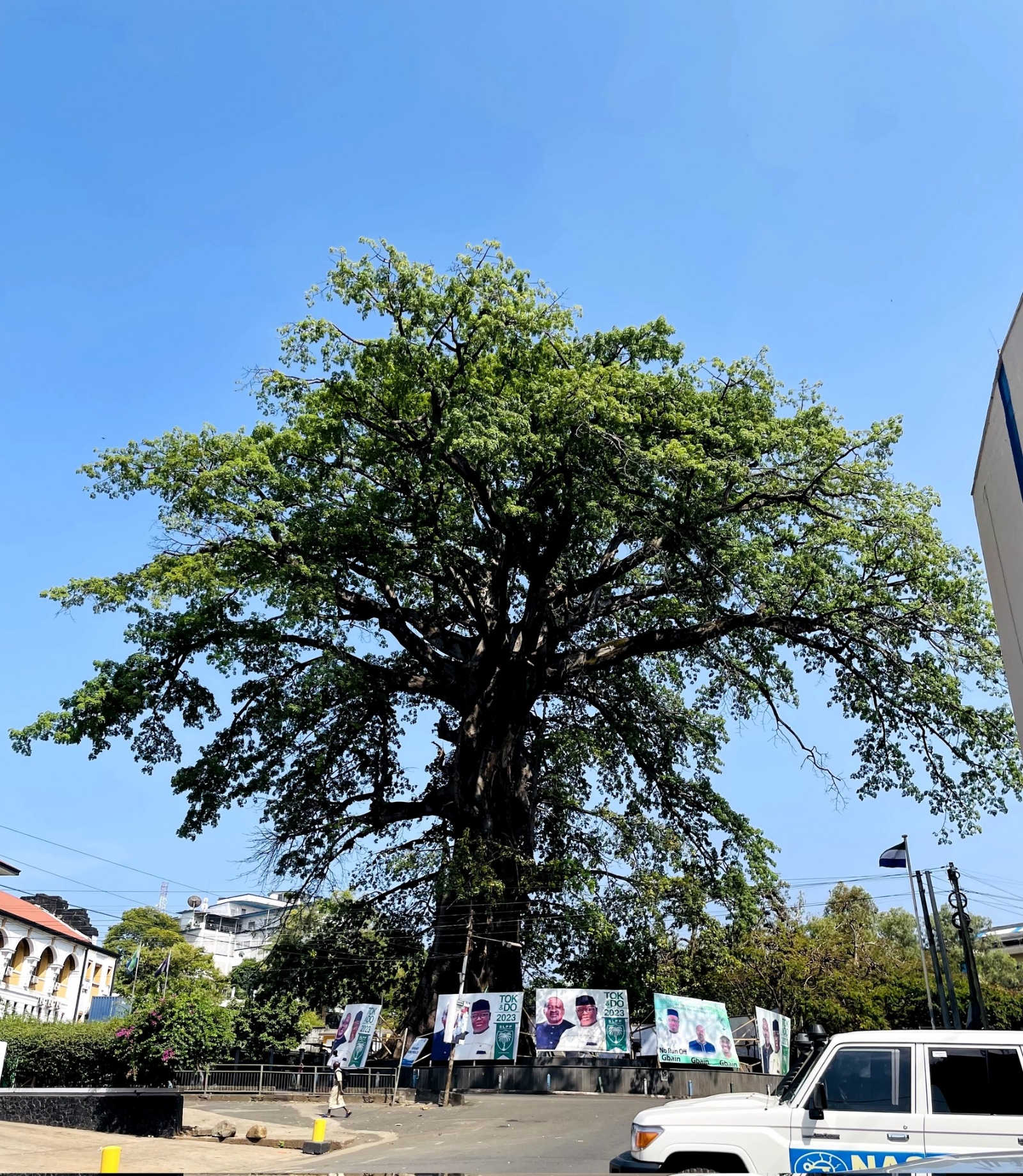 El árbol fue inspiración de canciones y cuentos infantiles El árbol fue inspiración de canciones y cuentos infantiles