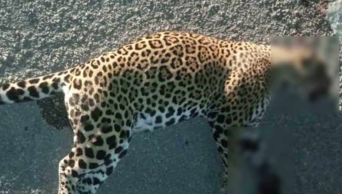 En contraparte, en Solidaridad aumentó la protección del jaguar, especie en peligro En contraparte, en Solidaridad aumentó la protección del jaguar, especie en peligro