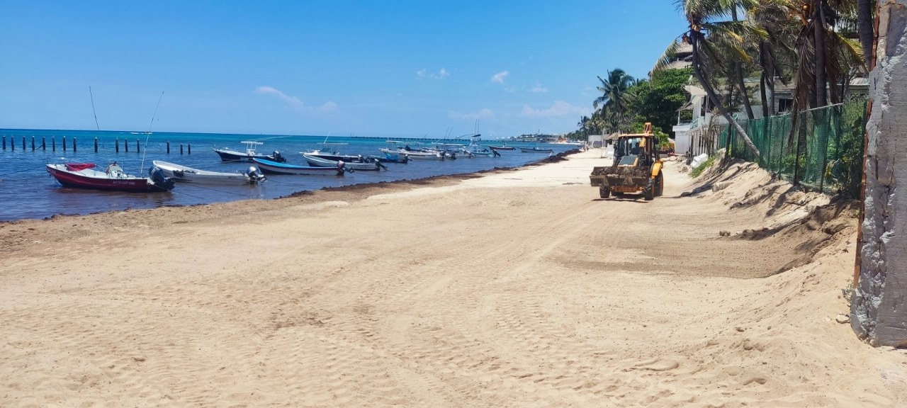 En la zona de El Recodo puede olerse a lo lejos como está pudriéndose el sargazo que se encuentra estancado en la orilla de la costa En la zona de El Recodo puede olerse a lo lejos como está pudriéndose el sargazo que se encuentra estancado en la orilla de la costa