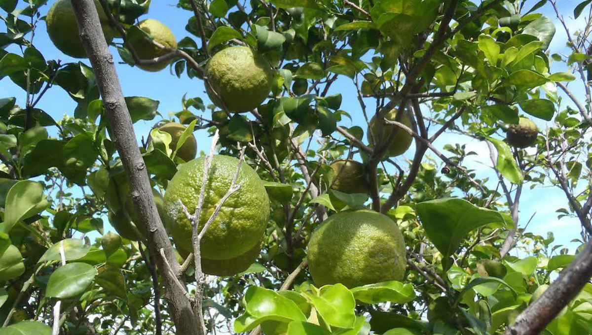 La naranja agría aumentó siete pesos por unidad La naranja agría aumentó siete pesos por unidad
