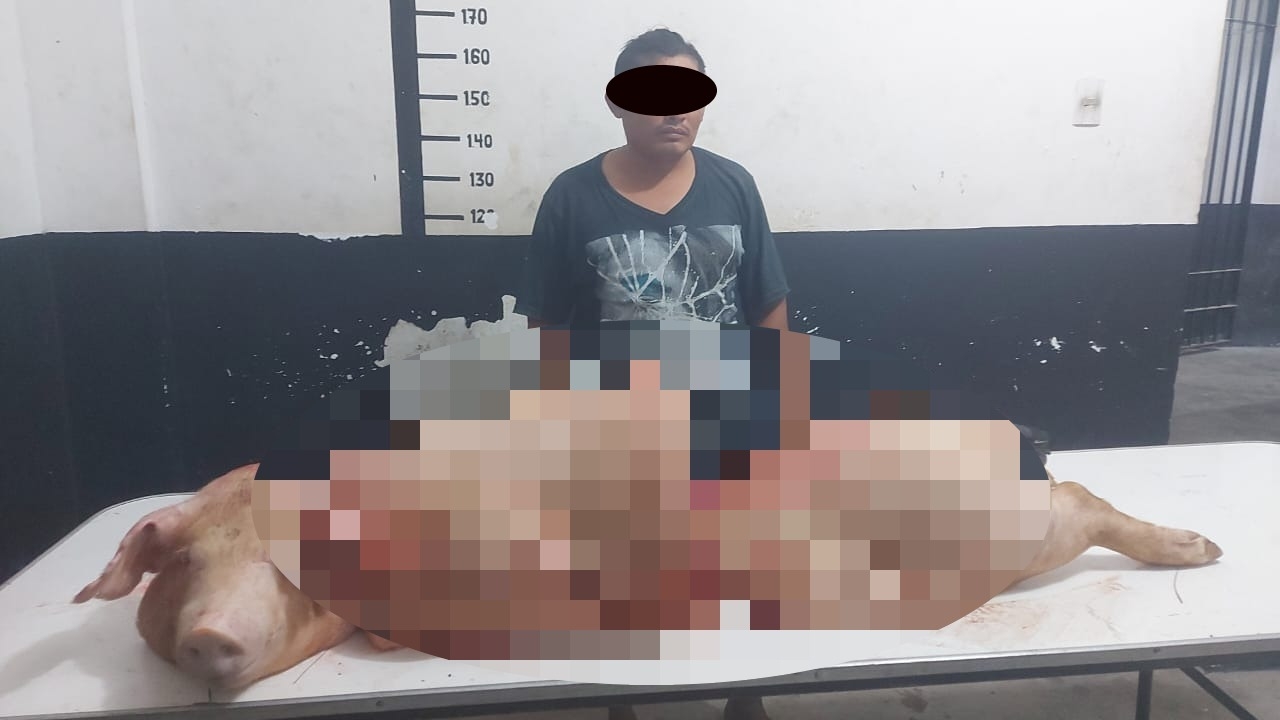 El cerdo se encontraba embolsado en la cajuela de un carro