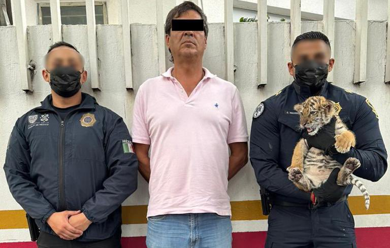 El detenido llevaba en una transportadora un cachorro de tigre, el cual fue asegurado El detenido llevaba en una transportadora un cachorro de tigre, el cual fue asegurado