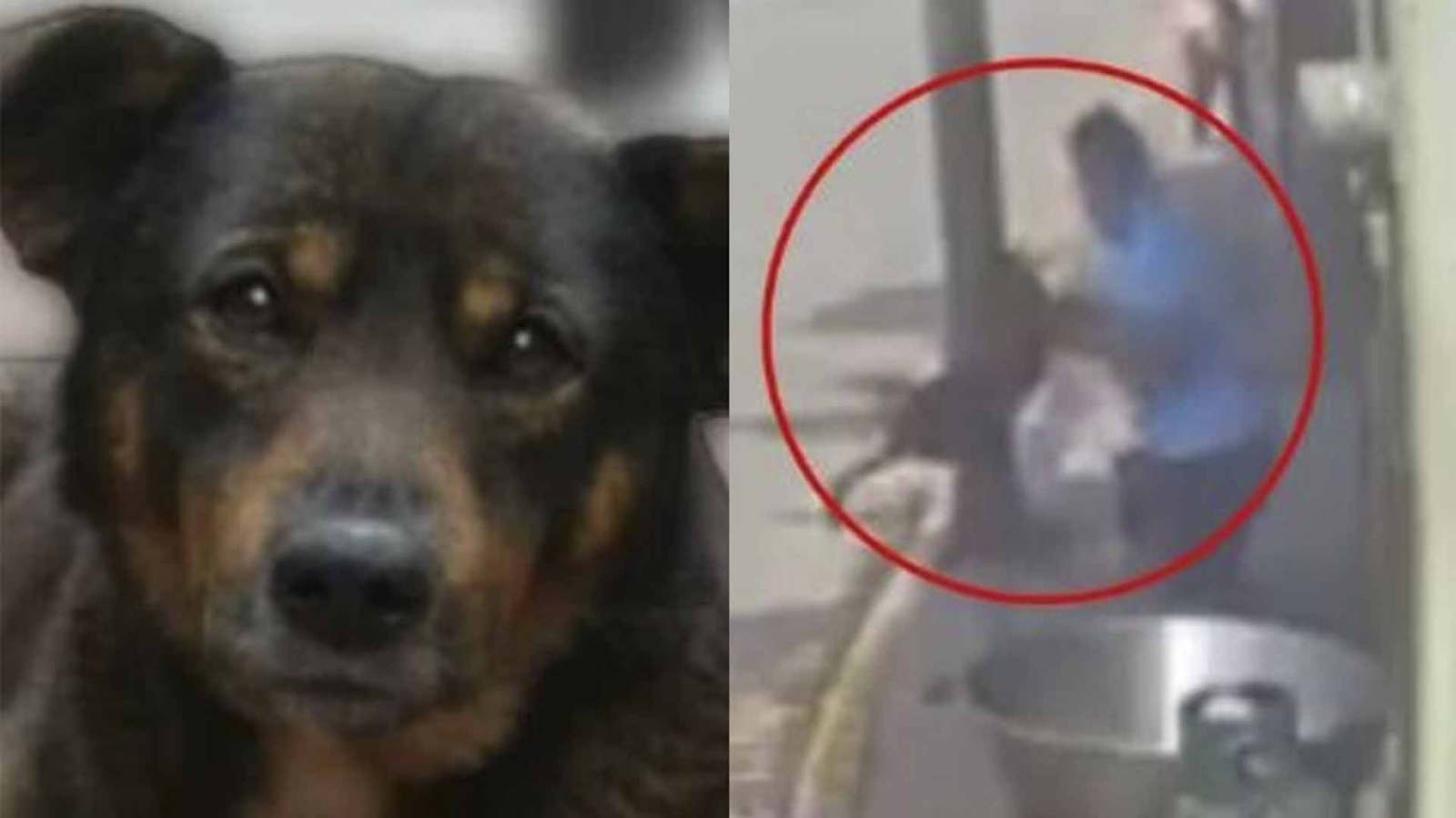 'Lo extraño mucho': Declara el niño dueño del perrito asesinado en Tecámac
