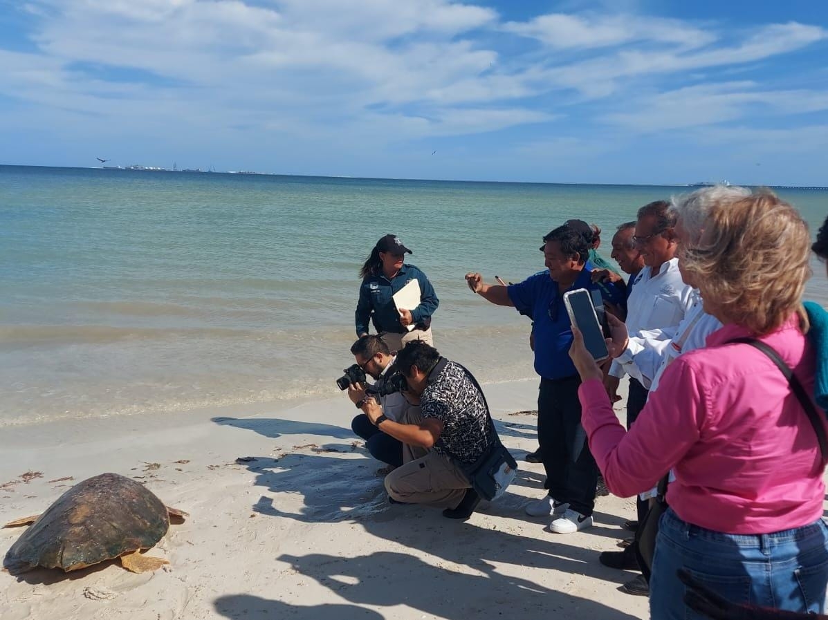 Se pide a los turistas no tomar fotos con fl ash o intentar devolverlas al mar, ya que eso podría ocasionar que pierdan sus productos Se pide a los turistas no tomar fotos con fl ash o intentar devolverlas al mar, ya que eso podría ocasionar que pierdan sus productos