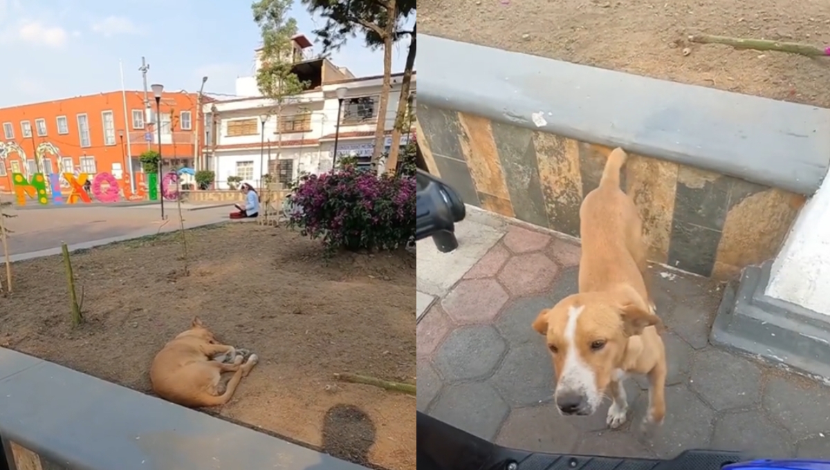 Repartidora de comida se vuelve viral por alimentar a perros callejeros: VIDEO