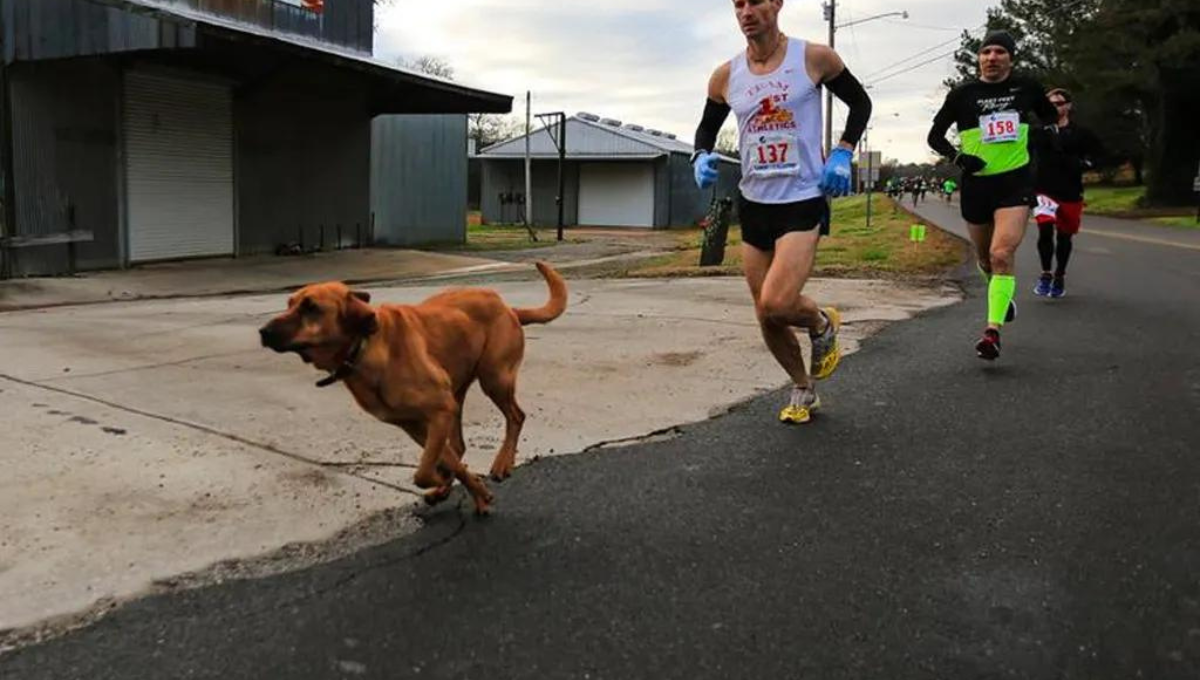 El dueño de 'Chicles' narra las carreras donde compite en el perrito