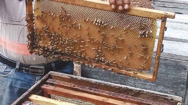 El néctar bajó de precio, según afirman los hombres de campo se vendía en 35 pesos El néctar bajó de precio, según afirman los hombres de campo se vendía en 35 pesos