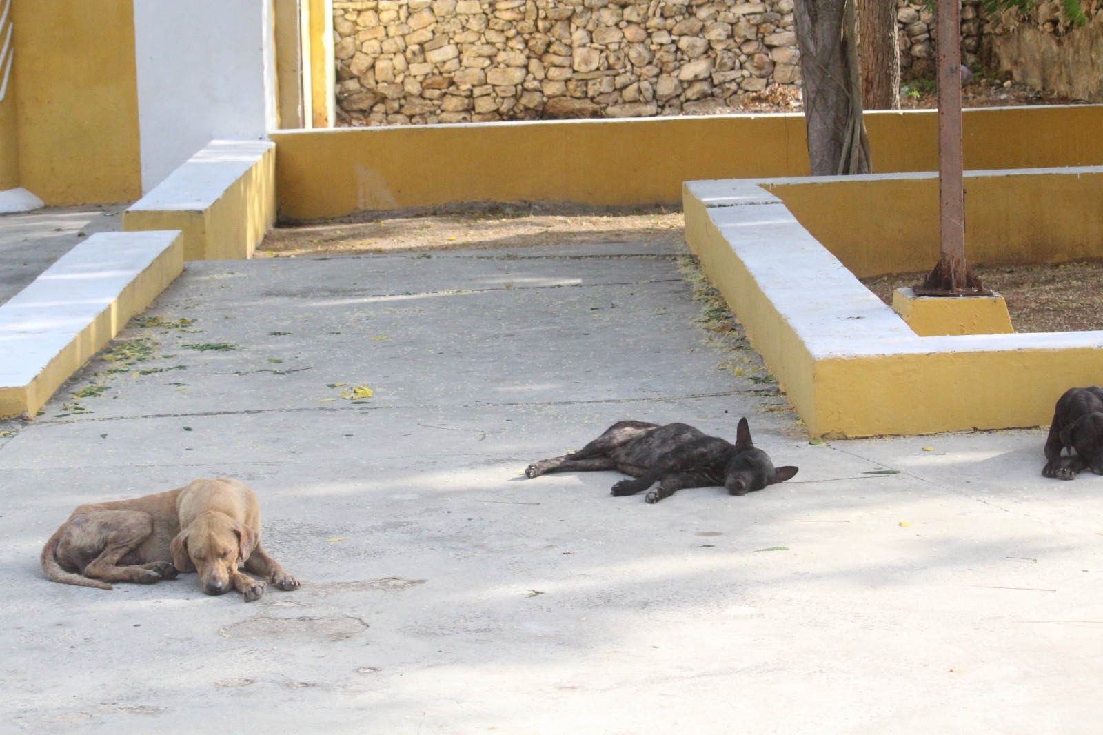 Pobladores señalaron que estos animales ponen en riesgo la salud