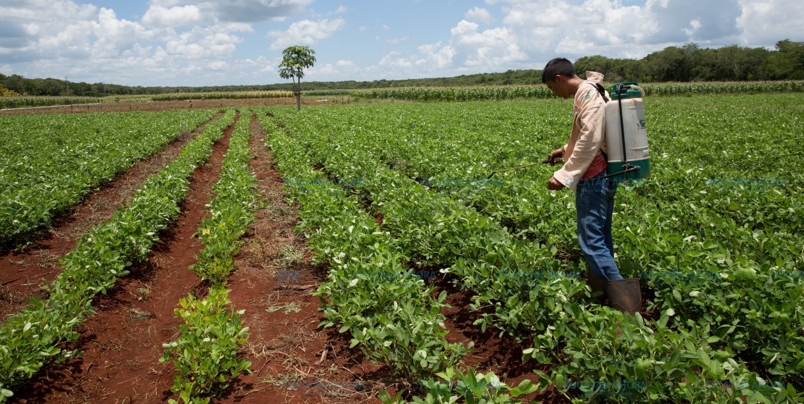 9 de cada 10 campesinos en Yucatán son hombres 9 de cada 10 campesinos en Yucatán son hombres