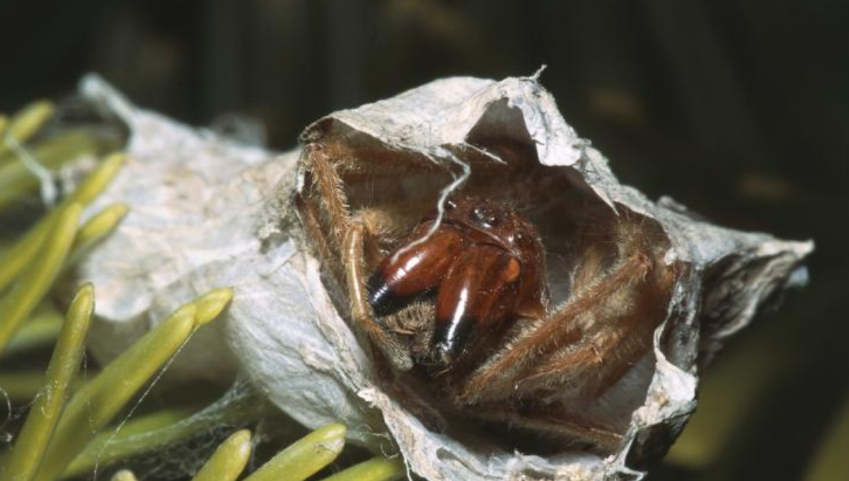 Esta es la araña más letal del mundo, su veneno depende de su estado de ánimo