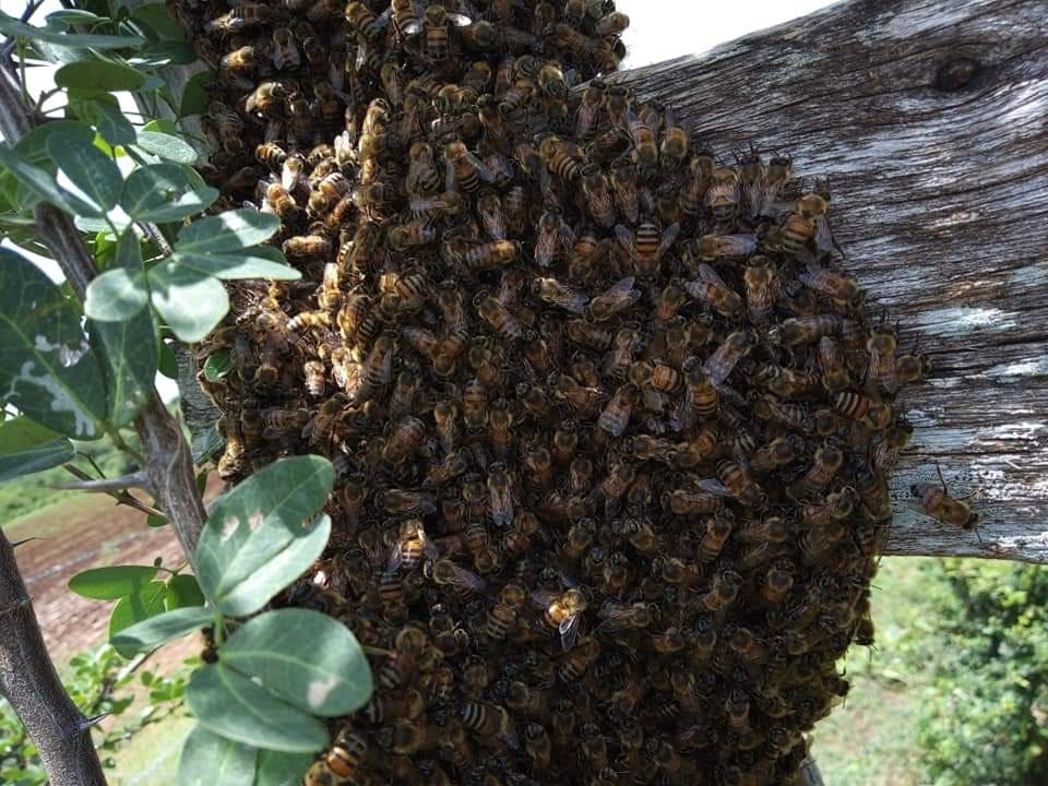 Asegura titular de Semabicce que requieren más estudios y que ellos sólo velan y cuidan recursos naturales