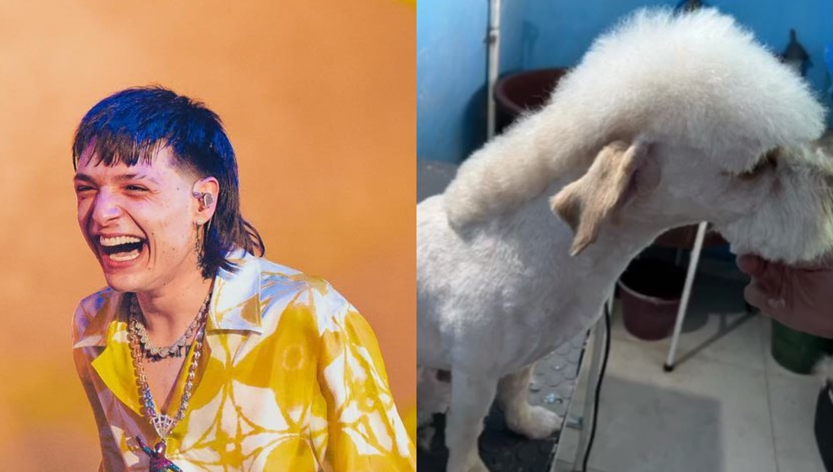 El video del Perro Pluma se ha hecho viral en redes sociales El video del Perro Pluma se ha hecho viral en redes sociales