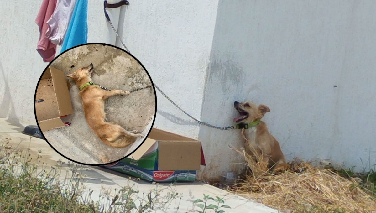 El perro perdió la vida debido a las altas temperaturas en Umán El perro perdió la vida debido a las altas temperaturas en Umán