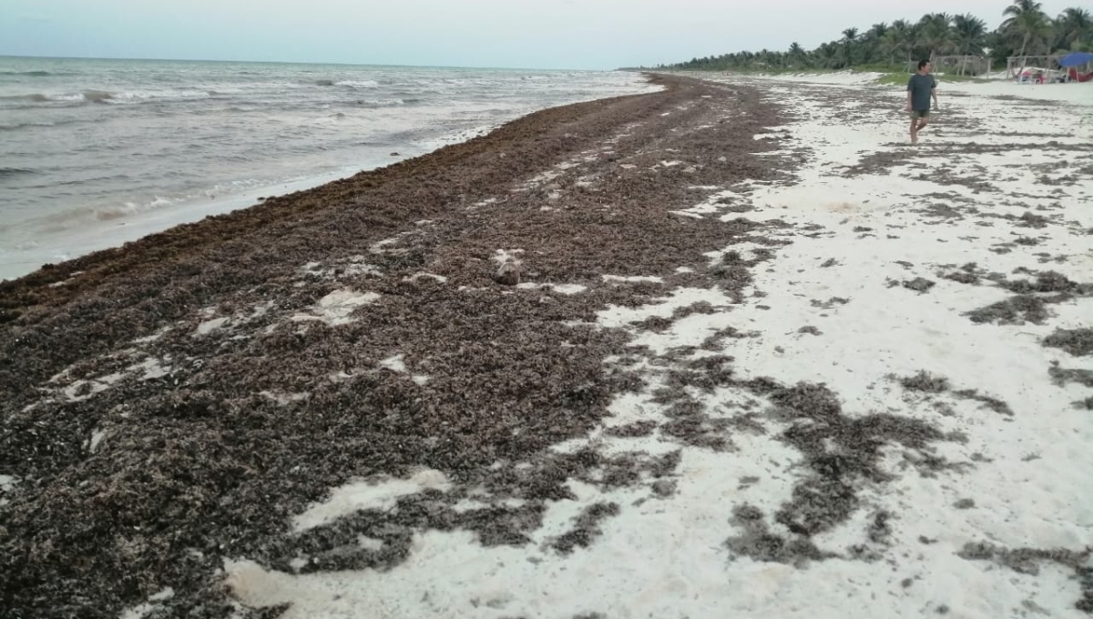 Sargazo invade playas de El Cuyo; peligra temporada vacacional