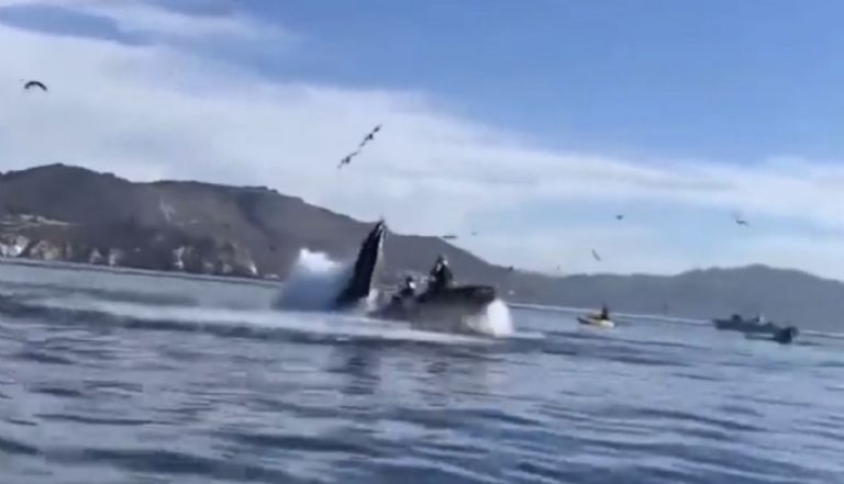 Ballena se traga a turistas en California Ballena se traga a turistas en California