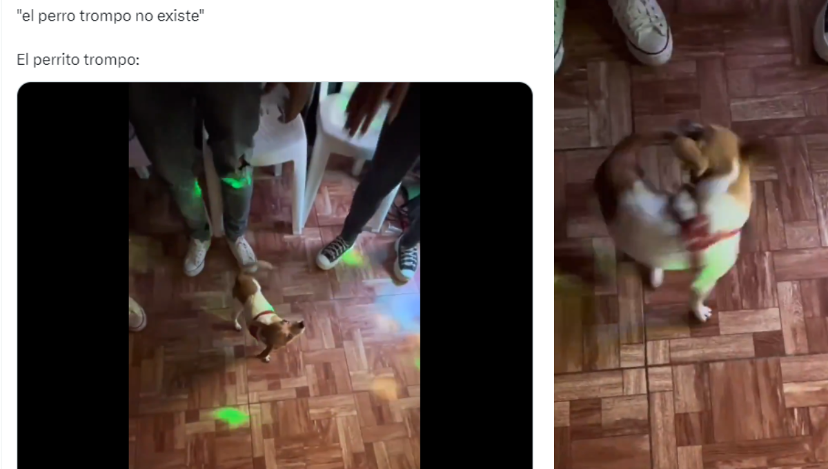 El perrito ha conquistado a las redes sociales con su peculiar truco El perrito ha conquistado a las redes sociales con su peculiar truco
