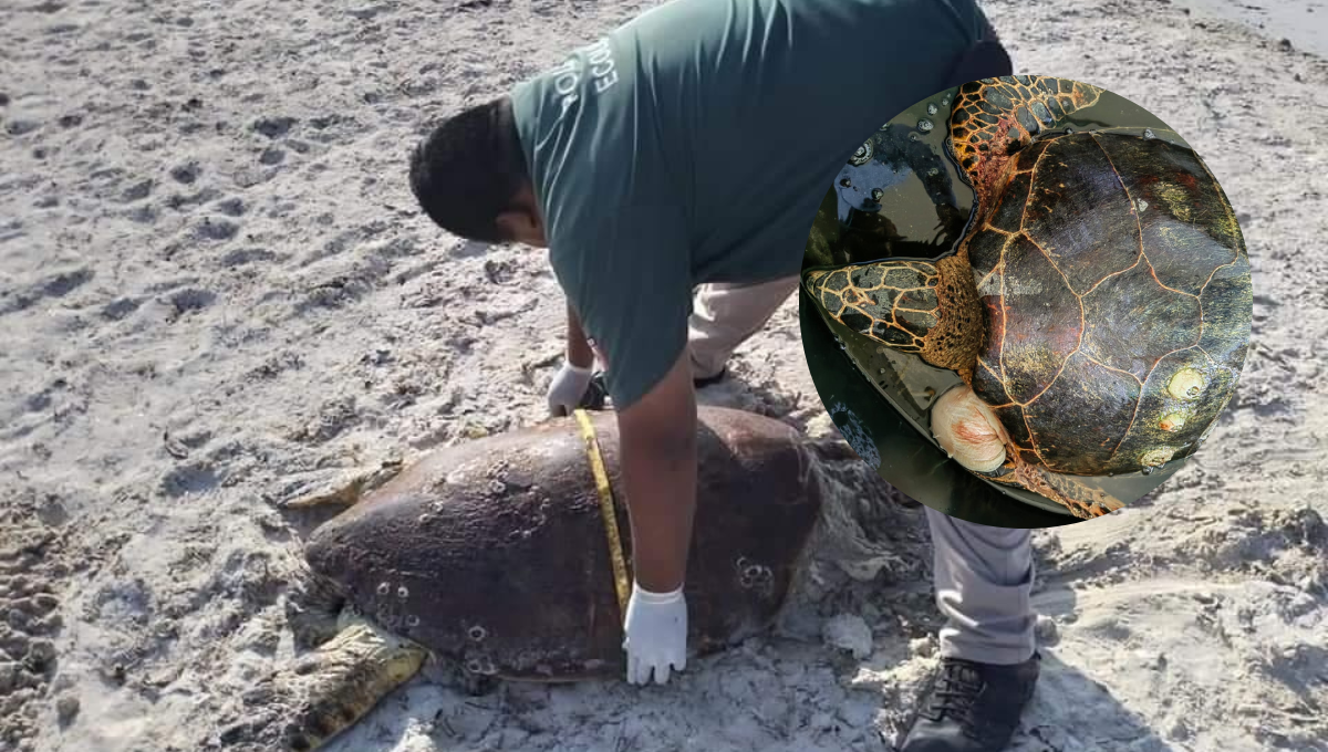 Los ataques a las tortugas se registraron durante las horas de la noche
