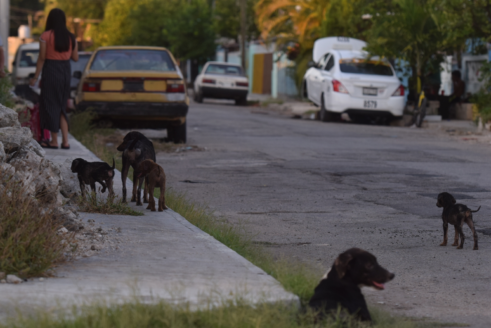 Activistas acusan de letra muerta ley contra maltrato animal tras la muerte de un perro en Umán