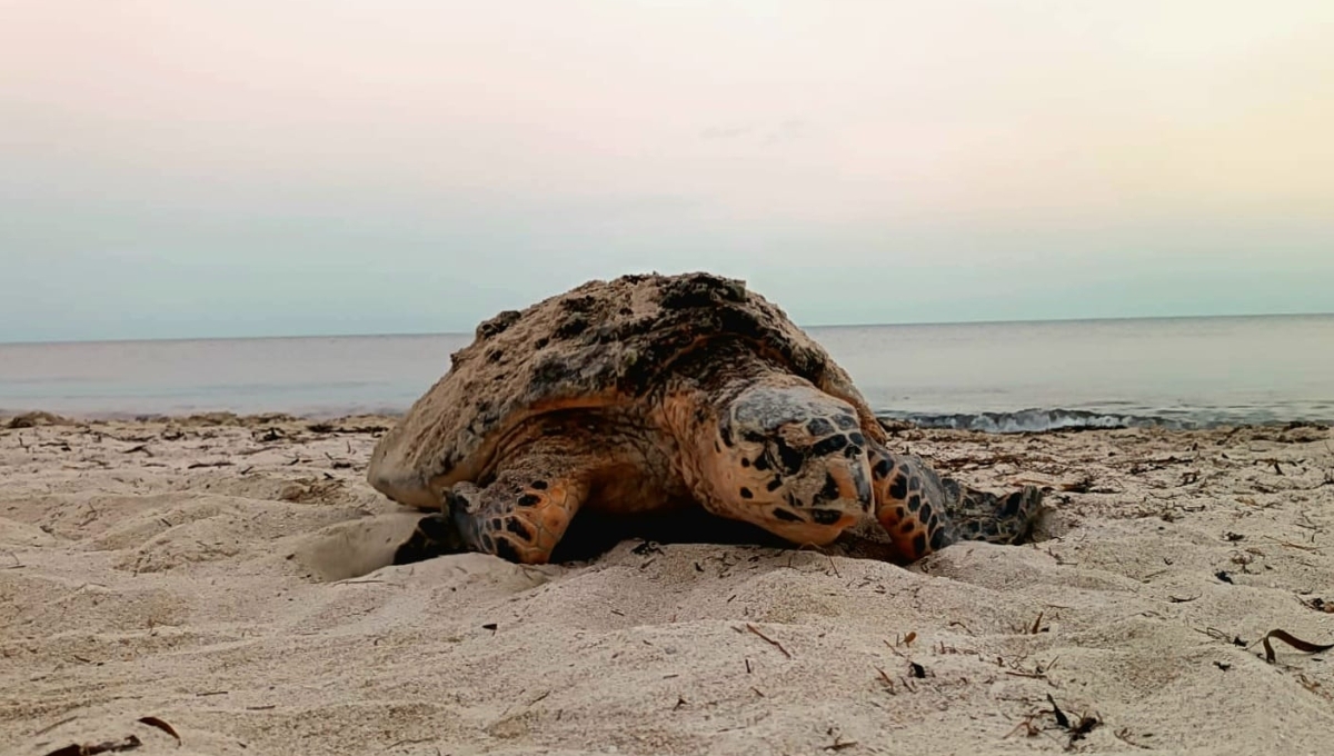 La Secretaría de Marina ayuda a la vigilancia de los nidos de las torturas