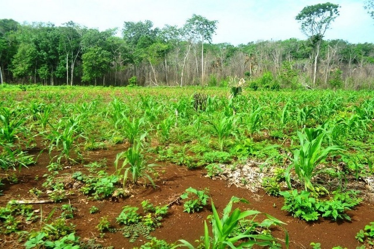 Aseguran los labriegos que el clima cambiante es consecuencia de las prácticas irresponsables como la tala del monte alto, quema de la selva y la contaminación