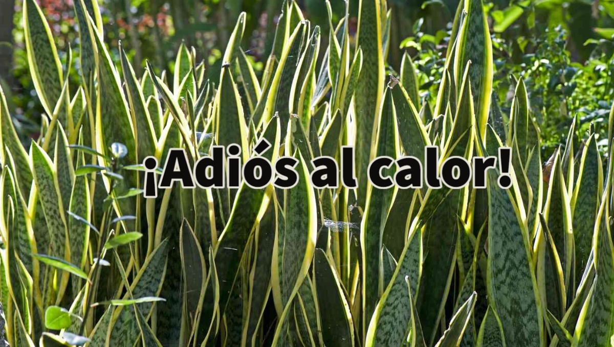 Se espera que en Yucatán se alcancen temperaturas de hasta 45 grados centígrados en los próximos días