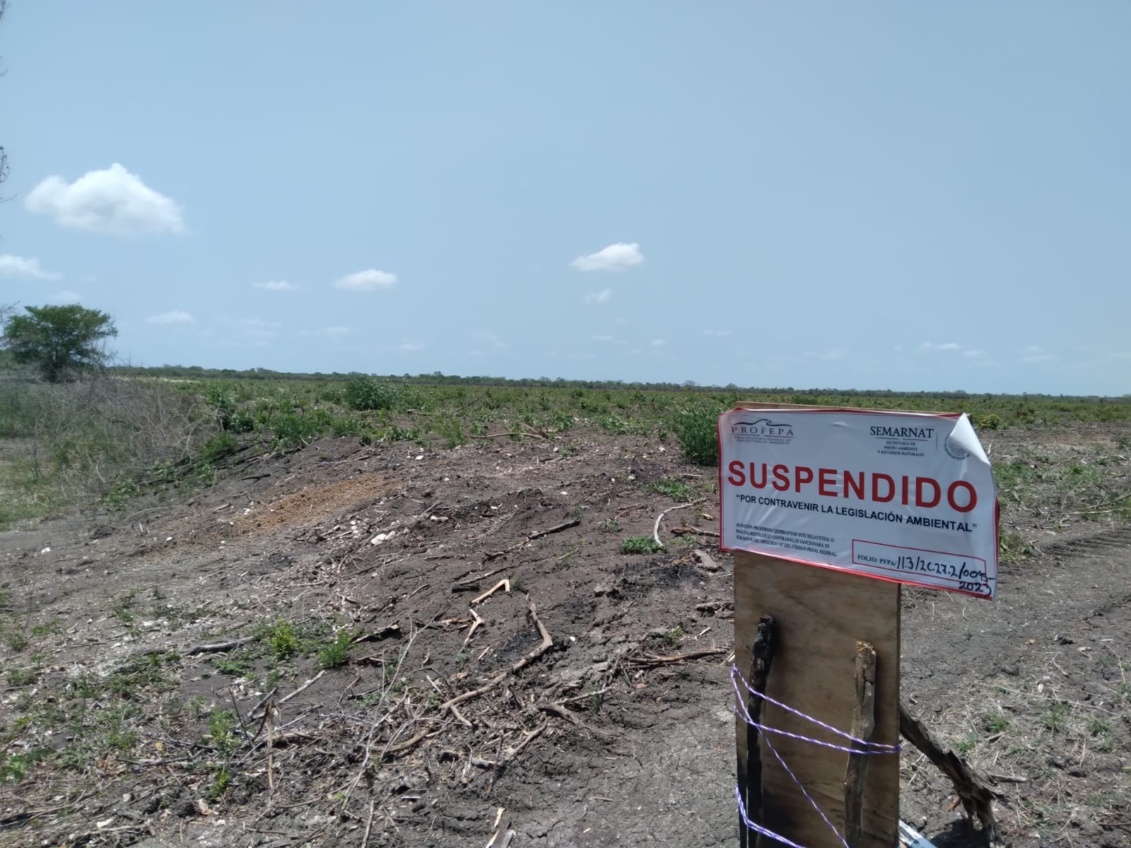 Profepa clausuró predio de 250 hectáreas en Chunchintok