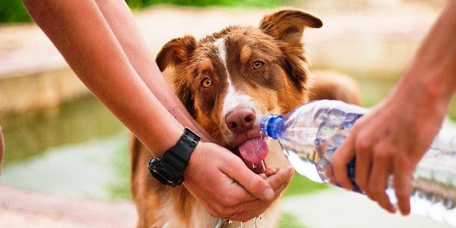 Temporada de calor en Quintana Roo: Así se puede proteger a las mascotas de las altas temperaturas