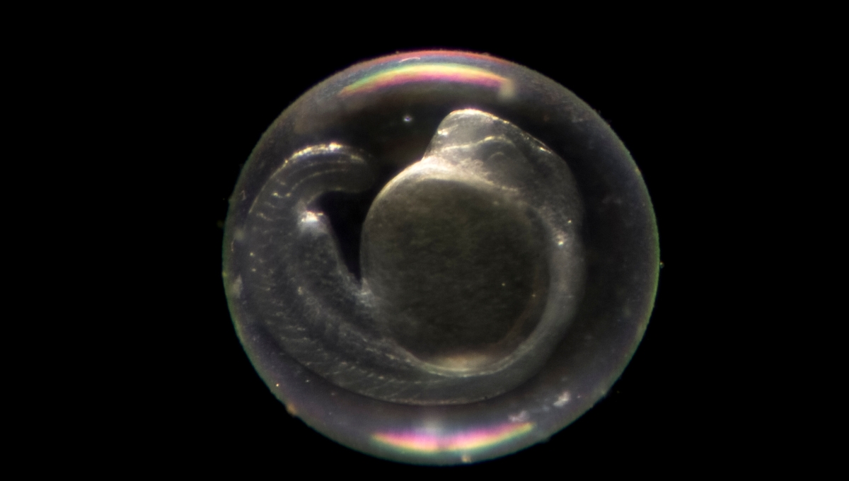 La ciencia está logrando cosas inimaginables. Foto: especial La ciencia está logrando cosas inimaginables. Foto: especial