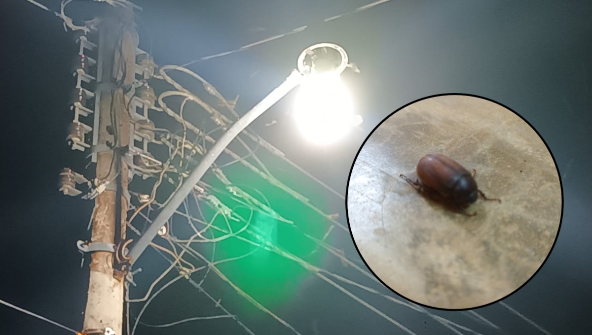 Los cuclines se aglomeran durante las noches cerca de la luz de los focos Los cuclines se aglomeran durante las noches cerca de la luz de los focos