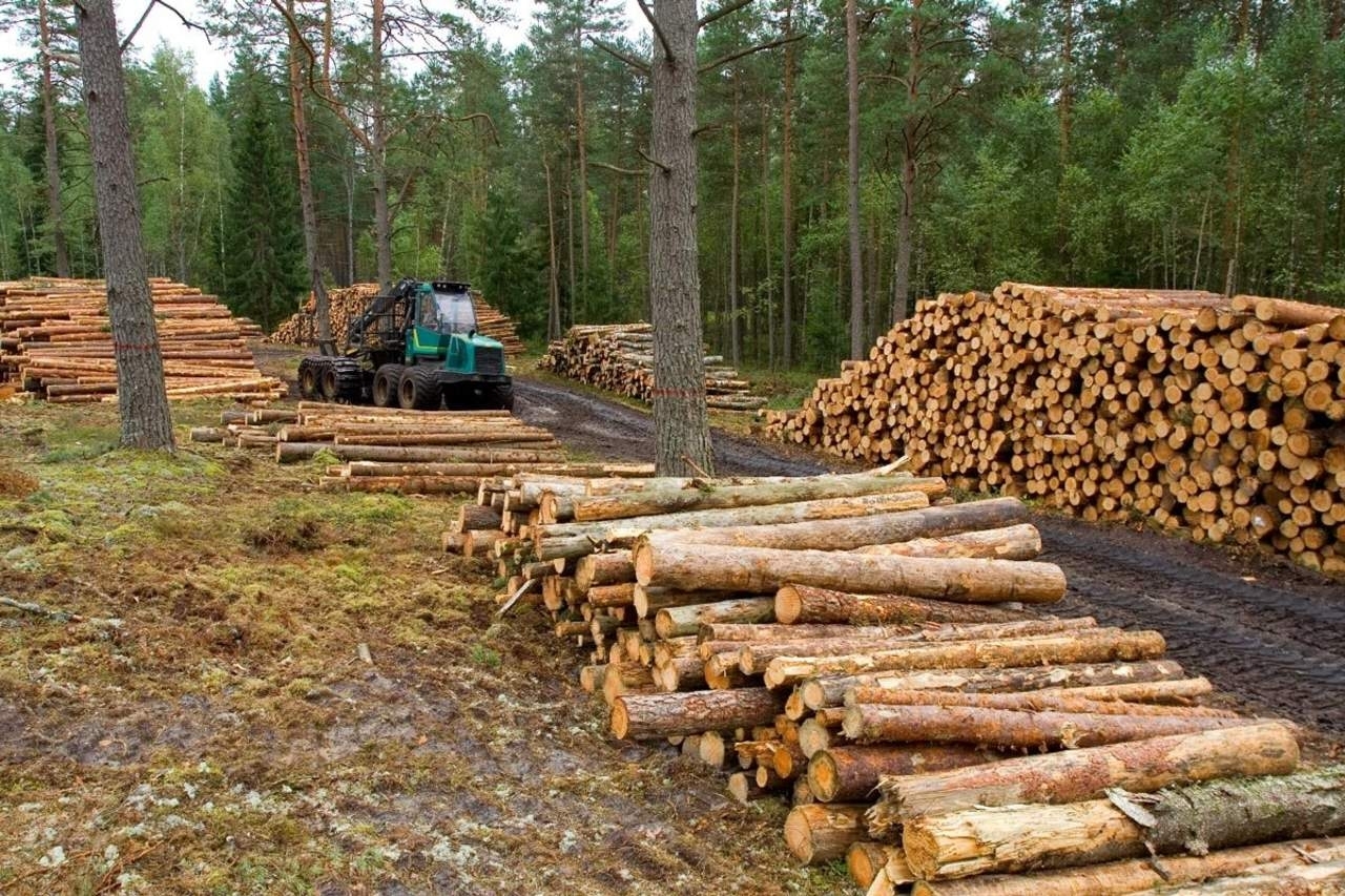 Entre el 2001 y el 2021 Campeche perdió 811 mil hectáreas de cobertura forestal