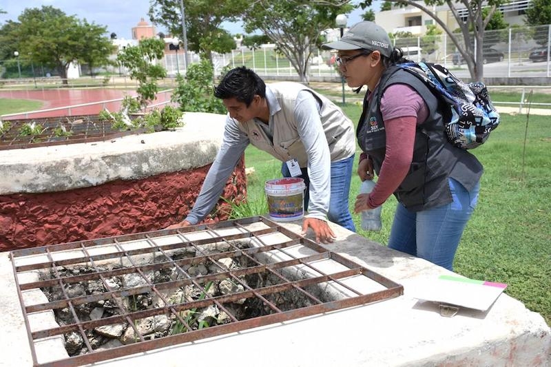 Hasta el momento se han detectado 527 personas con dengue en Yucatán