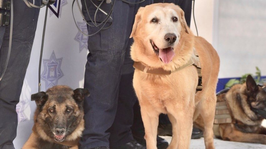 Bubu formó parte casi una década de la Unidad Canina