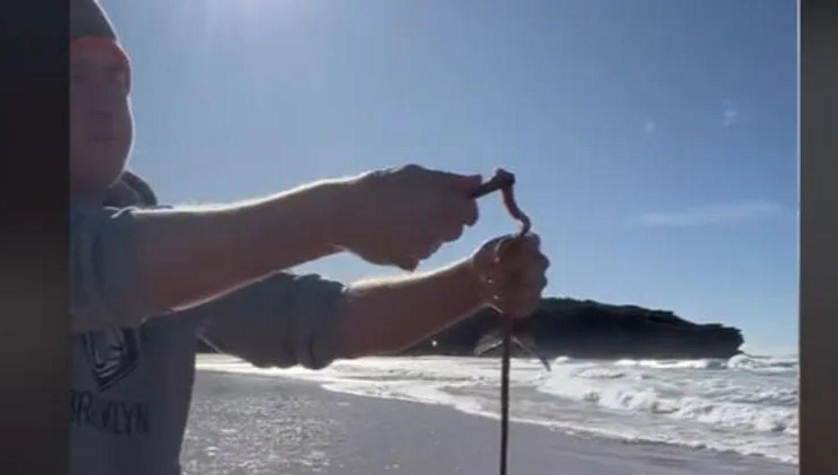 No es un pez, pero sí podrías encontrarlo en la playa. Foto: Especial No es un pez, pero sí podrías encontrarlo en la playa. Foto: Especial