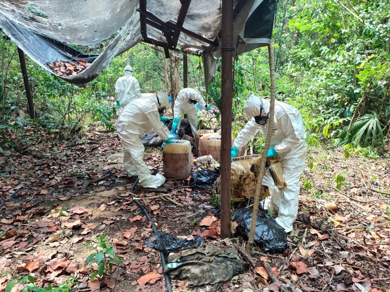 El Ejército Mexicano y la Guardia Nacional, inhabilitaron un campamento donde se procesaba la droga El Ejército Mexicano y la Guardia Nacional, inhabilitaron un campamento donde se procesaba la droga