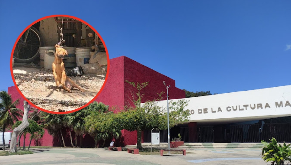 En la vivienda es recurrente el maltrato; había dos canes más en condiciones deplorables. La marcha saldrá del Museo de la Cultura Maya