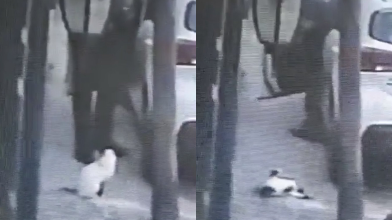 Hombre dispara y mata a gato en Tlalnepantla Hombre dispara y mata a gato en Tlalnepantla