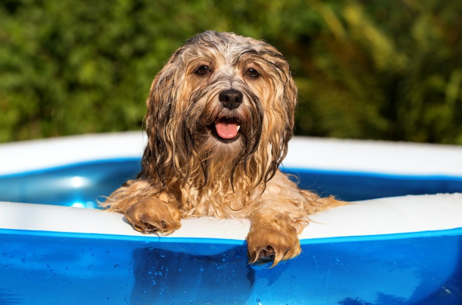 Ola de calor en México: ¿Cómo proteger a tus mascotas de las altas temperaturas?