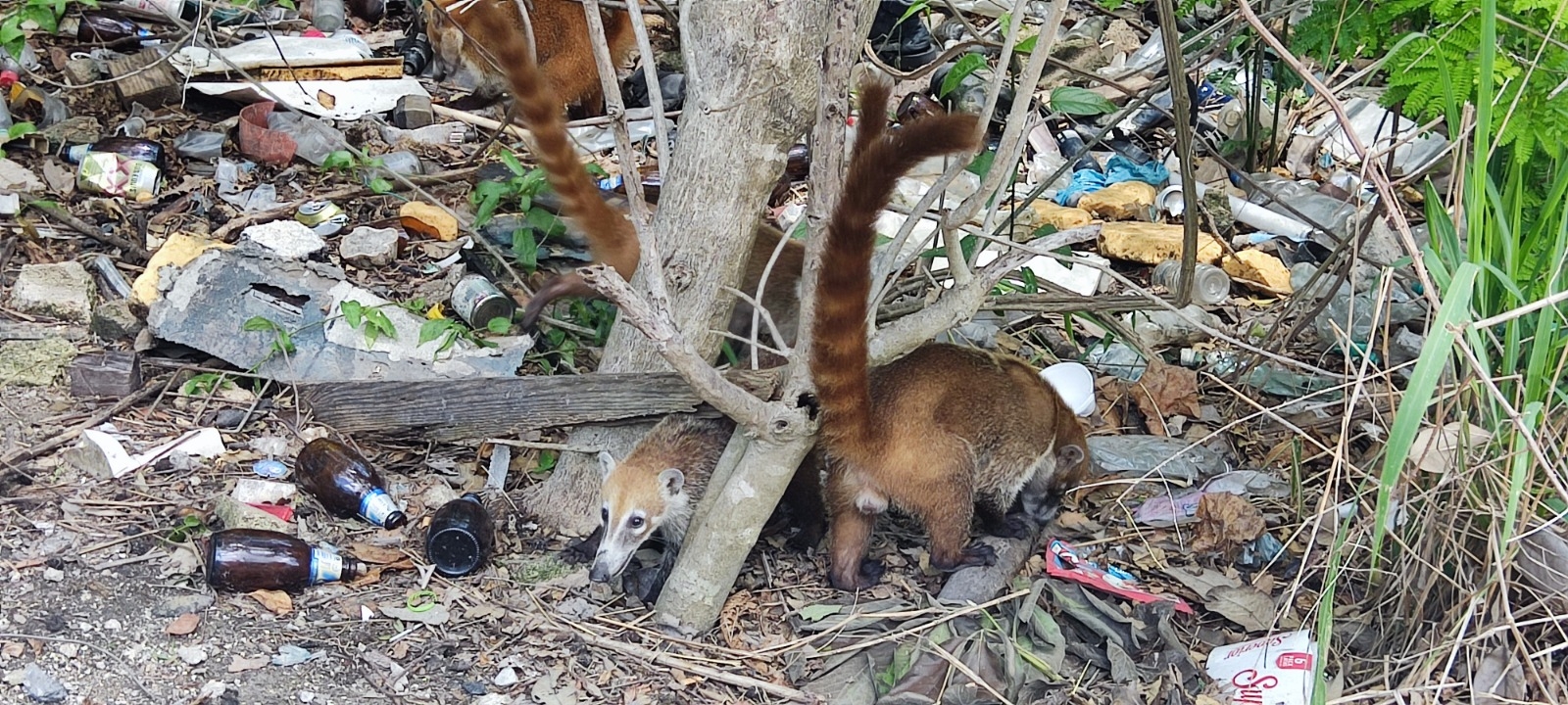 Vecinos de Playa del Carmen piden a las autoridades cuidar a los coatís