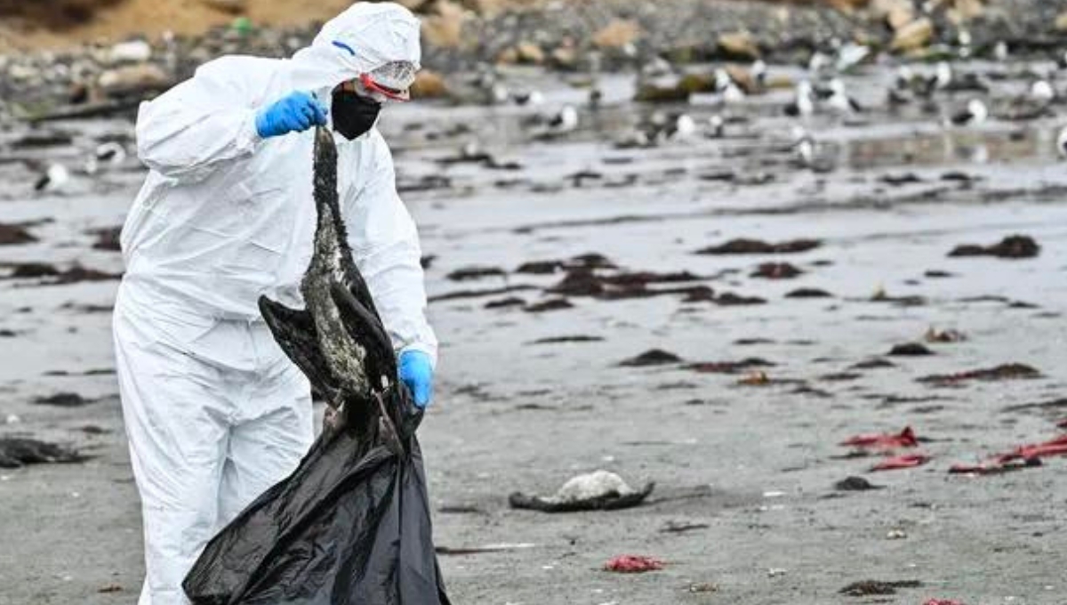 También se ha reportado la muerte de 9 mil lobos marinos