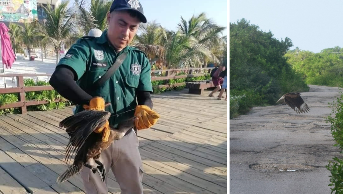 El ave fue liberada en la zona cero de Chicxulub