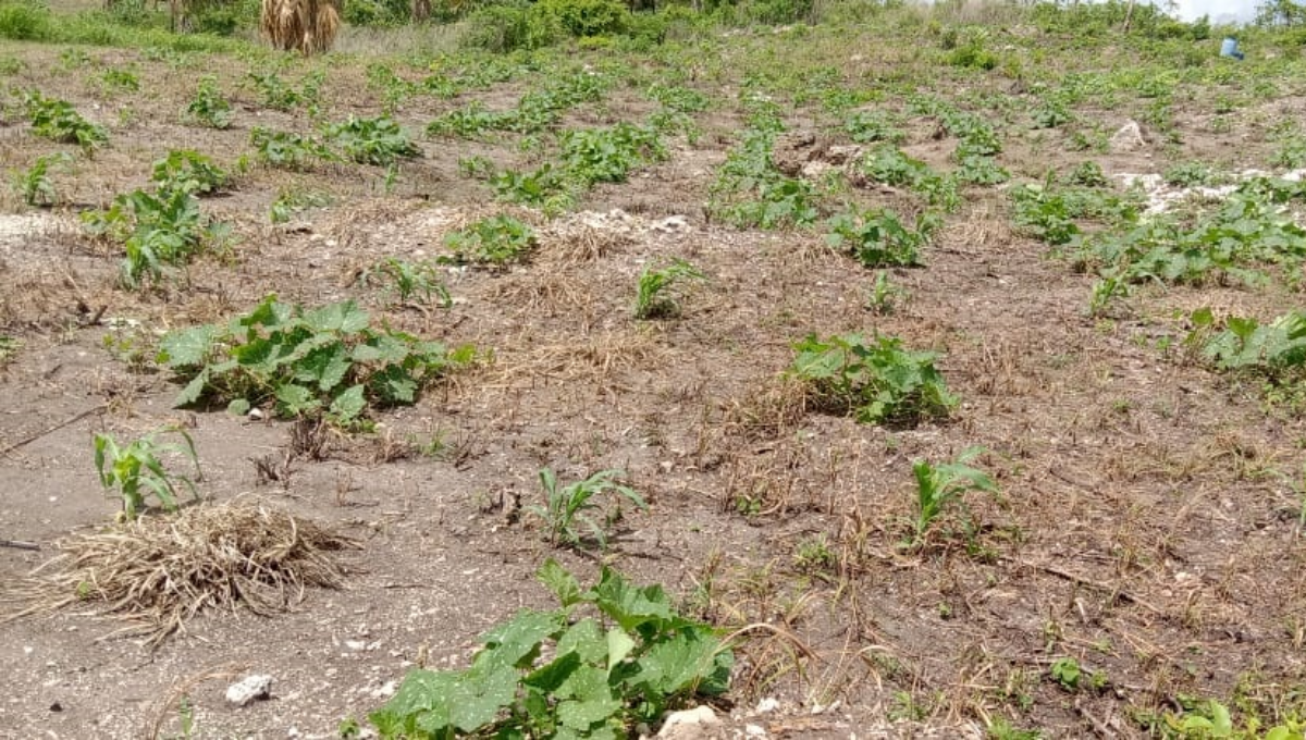 Existe una amplia preocupación en el sector campesino de la Zona Limítrofe entre Quintana Roo y Campeche Existe una amplia preocupación en el sector campesino de la Zona Limítrofe entre Quintana Roo y Campeche