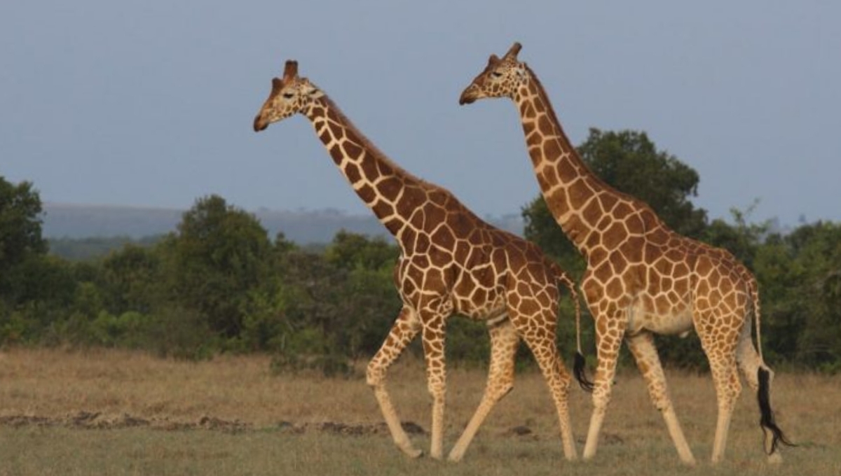 7 vertebras posee el cuello de una jirafa ,y pueden llegar a medir hasta 30 cm. 7 vertebras posee el cuello de una jirafa ,y pueden llegar a medir hasta 30 cm.